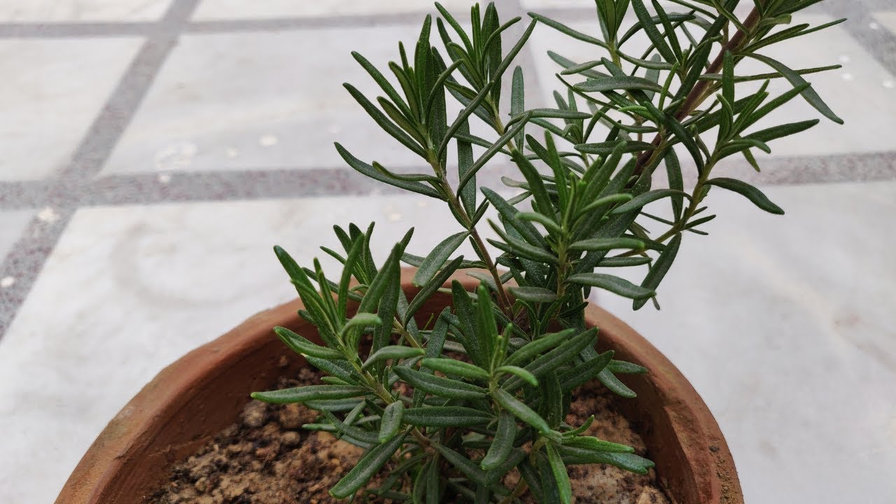 Rosemary Plant Care (Hindi) - How To Grow & Care Rosemary Plant in pots - Rosemary Information