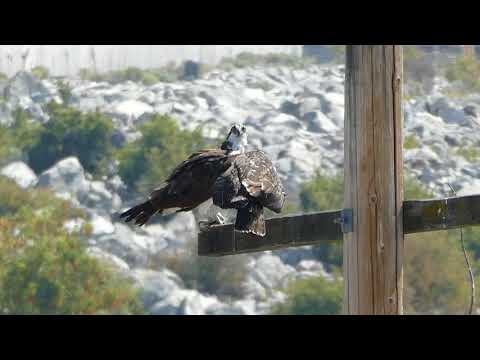 P1210061 Young osprey begging for food