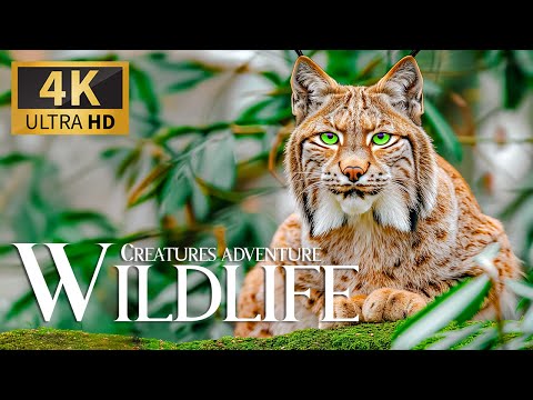 Creatures Adventure Wildlife 4K 🐾 Discovery Relaxation Wonderful Animals Film with Relaxing Music