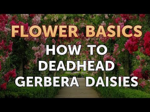 How to Get More Canna Lily Blooms