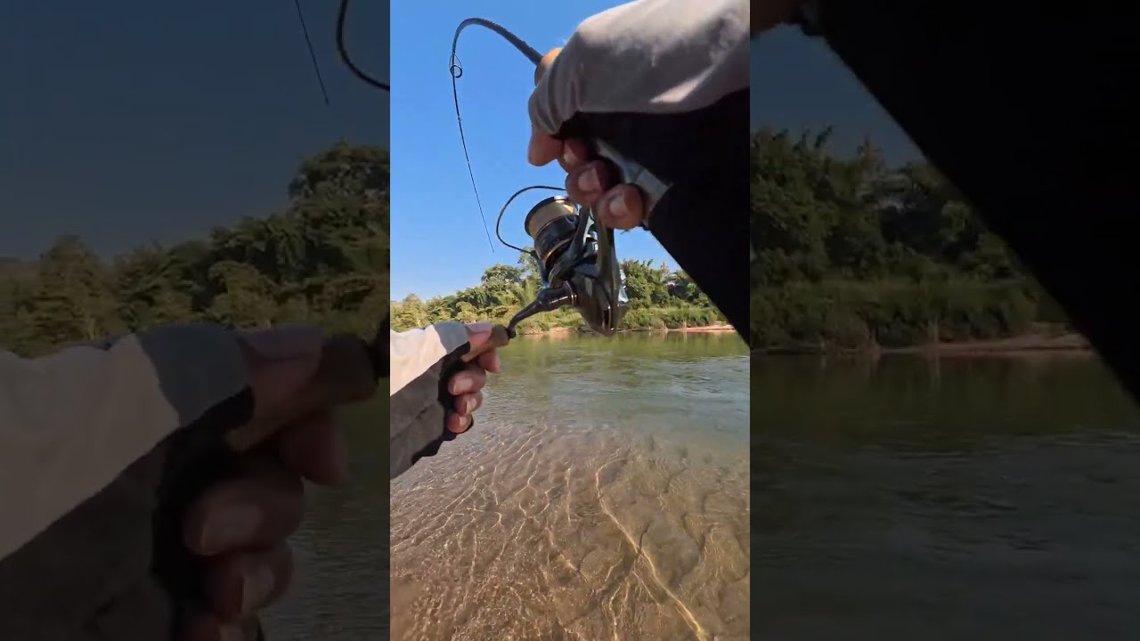 ผิดคิวแต่ไม่ผิดหวัง #shimano  #shimano_fishing #ปลาแค้ #streamfishing 