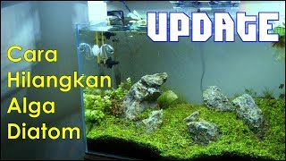 Update 60cm Aquascape Iwagumi - Sejauh mana perkembangannya?