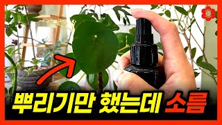 [충격적인 실험결과]ㅣ"왜 자꾸 식물이 살아나는건데!?" 요즘 식물들이 특히 잘 시들고 죽는 이유, 이것 때…