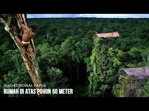 The Korowai tribe lives in the tallest tree houses, reaching 50 meters in Papua, Indonesia.