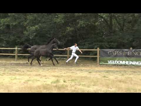 8. Blue Hors Farrell X Apache (m)