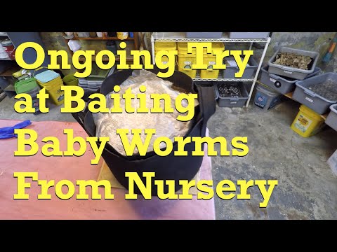 116-day bin with compost barrel worms gets fed + their cocoon nursery - vermicompost