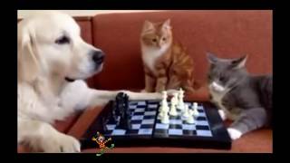 Прикольные животные !!