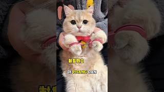 Download lagu kucing oreo kena tangkep babu!! #shorts #kucinglucu#kucing mp3