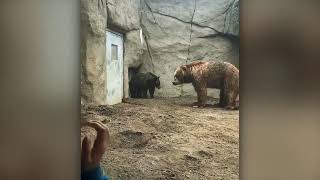 When Bears Go On A Rampage Caught on Camera!