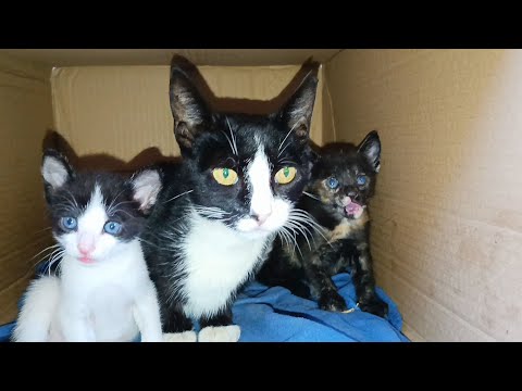 Mother cat keeps a close eye on her playful kittens near the box