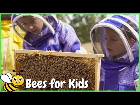 BEES for Kids 🐝 Fun Bee Facts for Kids 🐝 Oliver and Lucas
