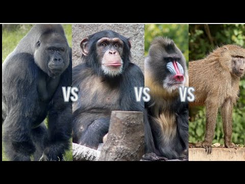 Gorilla vs Chimpanzee vs Mandrill vs baboon