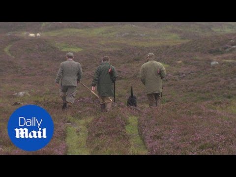 Shooters take part in grouse hunting on Glorious Twelfth - Daily Mail