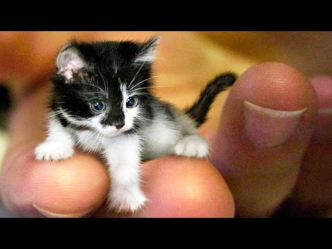 20 Smallest Cat Breeds in the World