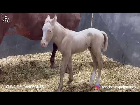 E4P1 - Nuevos Talentos En Cala - Efraín Vázquez Ríos