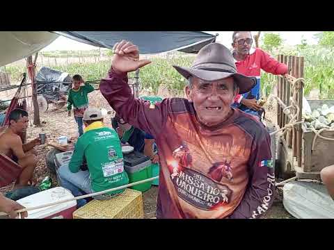 notícias festa de carro de boi maravilha Al