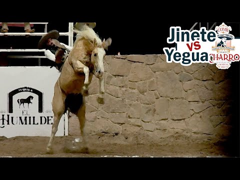 Addicted to Danger - 2022 Zacatecas Congress - Mare Riding - October 29