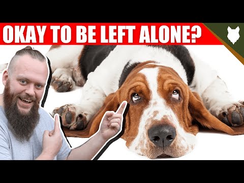 YouTube video about: Are basset hounds good apartment dogs?
