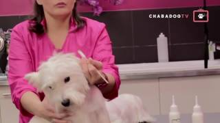 Nettoyage des yeux oreilles et yeux des animaux