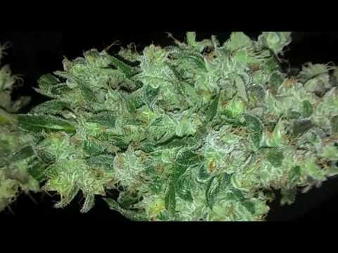 GROW OFF on the AK 47.