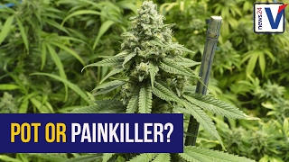 No proof that marijuana is 'better' for pain management - expert