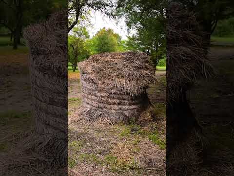 🏡🐦 𝐕𝐞𝐧í 𝐚 𝐜𝐨𝐧𝐬𝐭𝐫𝐮𝐢𝐫 𝐥𝐚 “𝐂𝐚𝐬𝐚 𝐝𝐞 𝐇𝐨𝐫𝐧𝐞𝐫𝐨” 𝐞𝐧 𝐥𝐚 𝐄𝐬𝐭𝐚𝐧𝐜𝐢𝐚 𝐌𝐮𝐬𝐞𝐨 𝐄𝐥 𝐏𝐨𝐫𝐯𝐞𝐧𝐢𝐫 #entrerios #villaelisa