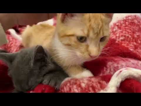 Kittens and Cats - Cute and Funny Cat Videos Compilation