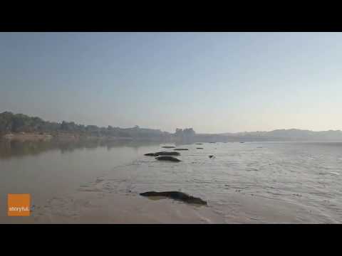 Scores of Crocodiles Spotted Sun-baking by Northern Territory, Australia.