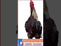 France's National Bird: The Gallic Rooster Crowing! 🐓🇫🇷