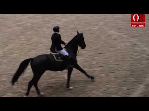 OE RT 5.  Gianluca Paracciani |  CSI3*  h 140 accumulator competition 27 .11 .16