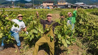 【夫婦VLOG】丹波篠山で黒枝豆を収穫!