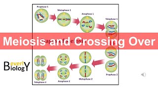 Meiosis and Crossing Over (updated)