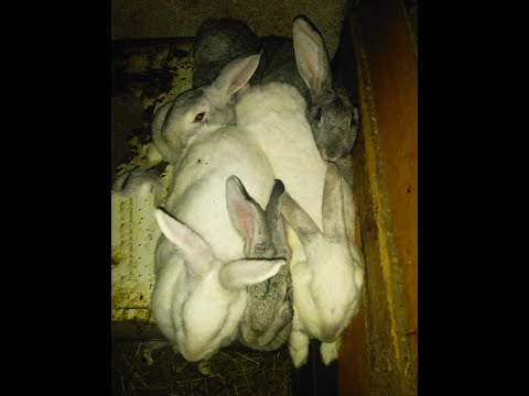 NAGDÝR ✪ KANÍNUR