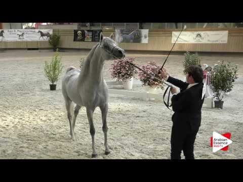 Deauville Arabian Cup 2016 - Stallions 4-7 y.o. (9) - 1st place: n°61 EKS MANSOUR