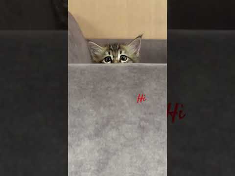 #kitten #cute yashar مثلا قایم شدم 🤪