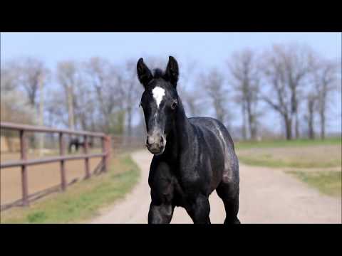 Sonata Secret by Secret (Sezuan)