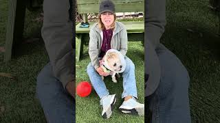 Video preview image #1 Mutt Puppy For Sale in Pasadena, CA, USA