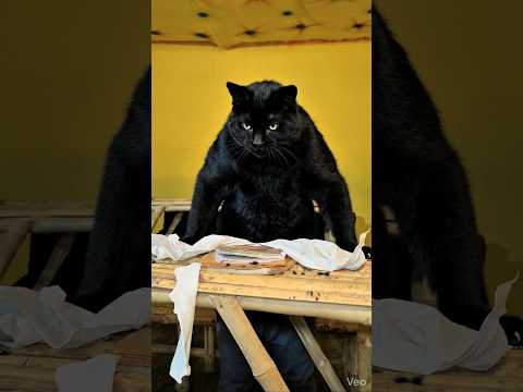 Cat VS  चूहा  🐈‍⬛️ 😱  #cat #aryansir #school #shorts #lesson #funny