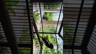 Download lagu Kacer gacor konslet bocor mp3 Download lagu Kacer gacor konslet bocor mp3