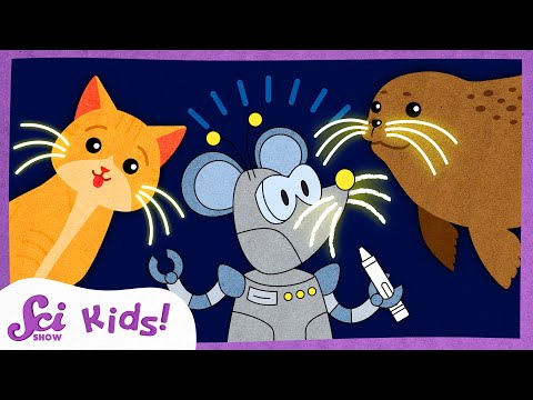 Why Do Animals Have Whiskers? | Amazing Animal Senses | SciShow Kids