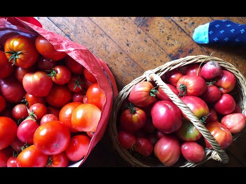 Tomato Season in Romania