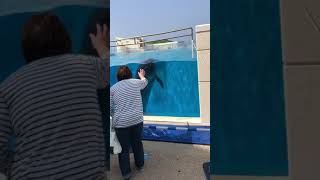 おばちゃんとイルカ