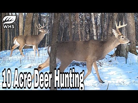 3 Best 10 Acre Deer Habitat Setups