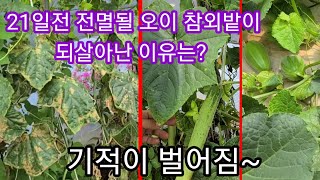 병걸려 전멸될 오이,참외가 되살아 났습니다