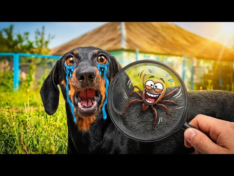 Funny Tick Tips! Cute & Funny Dachshund Dog Video!