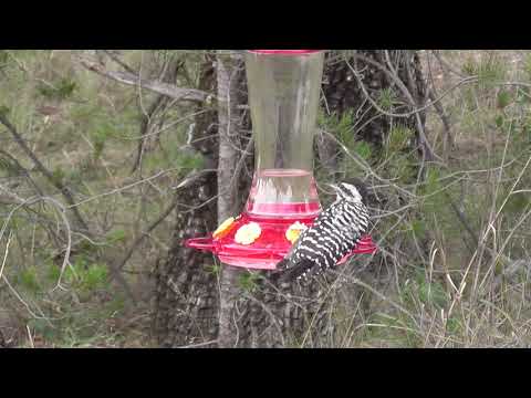 Ladder-backed Woodpecker on Hummingbird Feeder