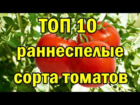 ТОП 10 раннеспелые сорта ТОМАТОВ.