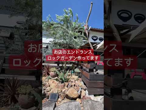 匍匐性のロックガーデンの植物: カラフルなロックガーデン用の見事な花を咲かせる常緑の多年草10本  庭園