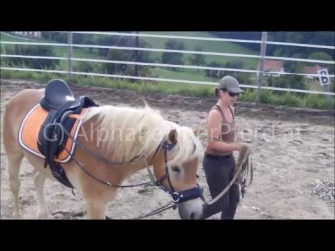 Volte Volte Amor BirgitW 130829