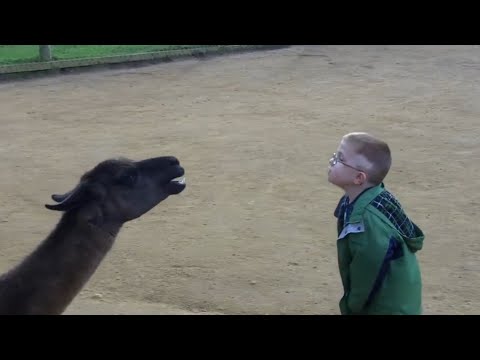 LHAMA CUSPINDO NA CARA DE UM GAROTO